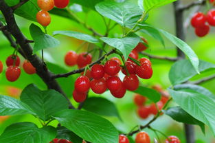 2018河南美農富硒櫻桃節開幕 五一玩轉櫻桃季，品味農副土特產品